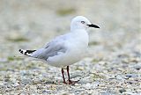 Black-billed Gullborder=